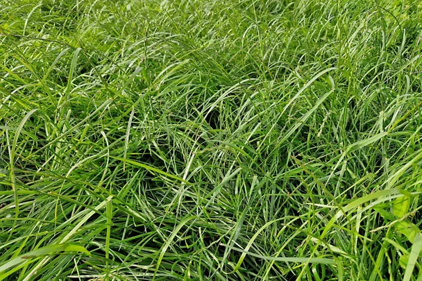 Grünland mit GREENSTAR Nachsaat-Mischung Grünland mit GREENSTAR Nachsaat-Mischung
