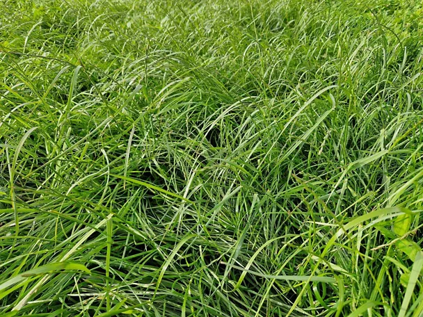 Grünland mit GREENSTAR Nachsaat-Mischung Grünland mit GREENSTAR Nachsaat-Mischung