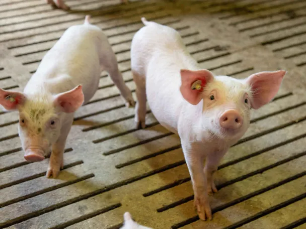 Zwei Ferkel im Stall auf Spaltenboden Zwei Ferkel im Stall auf Spaltenboden