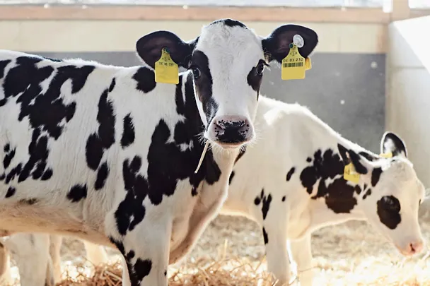 Zwei Kälber stehen auf Stroh Zwei Kälber stehen auf Stroh