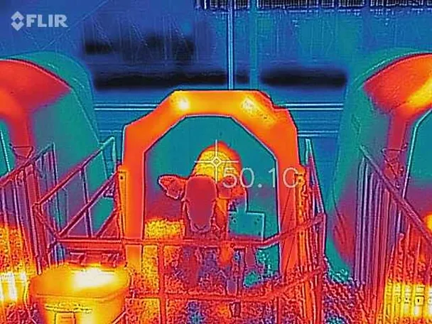 tele pod toplinskim stresom u Iglu-u tele pod toplinskim stresom u Iglu-u