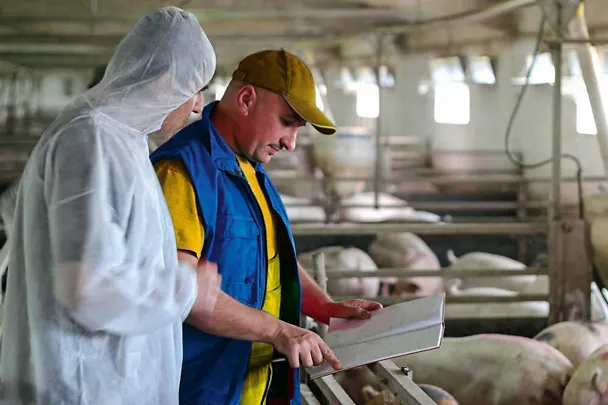 higijena u štalama za svinje higijena u štalama za svinje