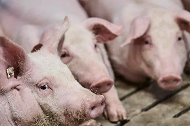 Schweine Schweine
