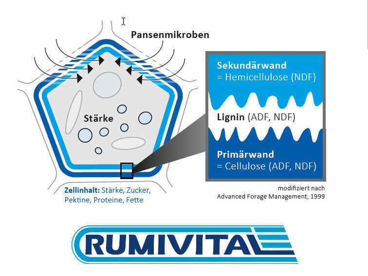 RUMIVITAL RUMIVITAL
