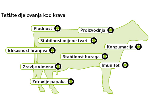 Aminotrace i krave Aminotrace i krave