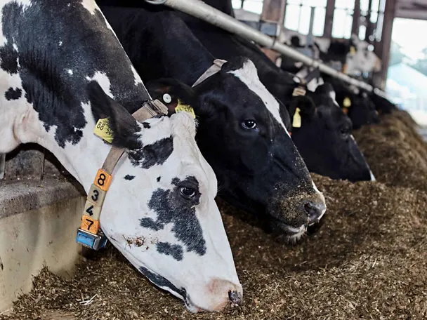 krave na hranidbenom stolu krave na hranidbenom stolu