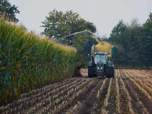 silaža kukuruza u žetvi silaža kukuruza u žetvi