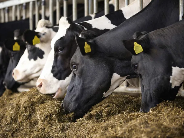 Krave na hranidbenom stolu Krave na hranidbenom stolu