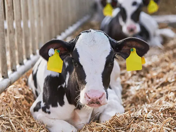 tele na slami tele na slami