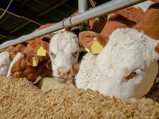 tovna junad na hranidbenom stolu tovna junad na hranidbenom stolu