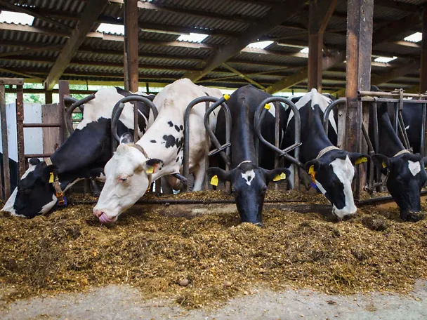 krave na hranidbenom stolu krave na hranidbenom stolu