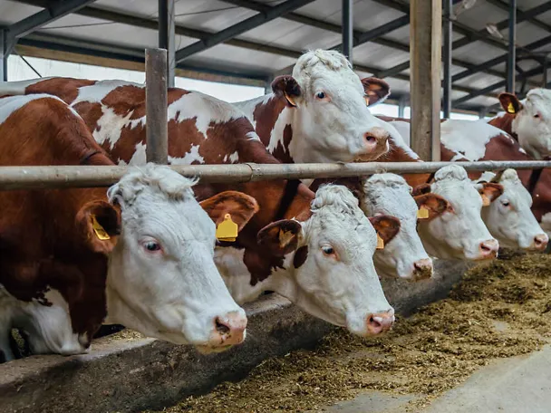 Simentalke na hranidbenom stolu Simentalke na hranidbenom stolu