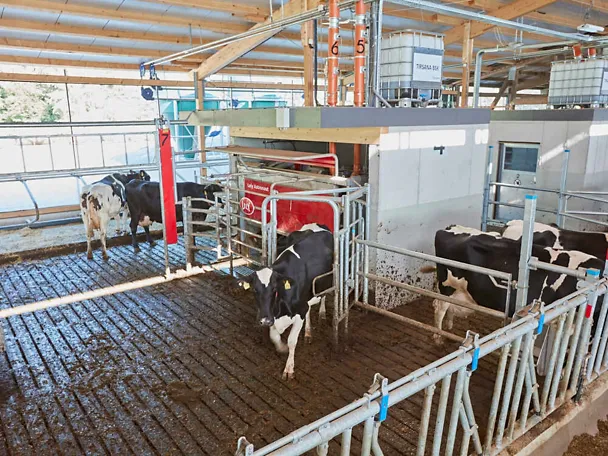 TIRSANA AMS iu štali TIRSANA AMS iu štali