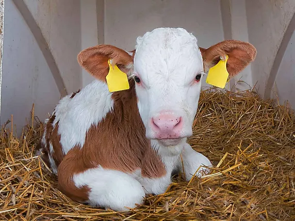 tele u igluu tele u igluu