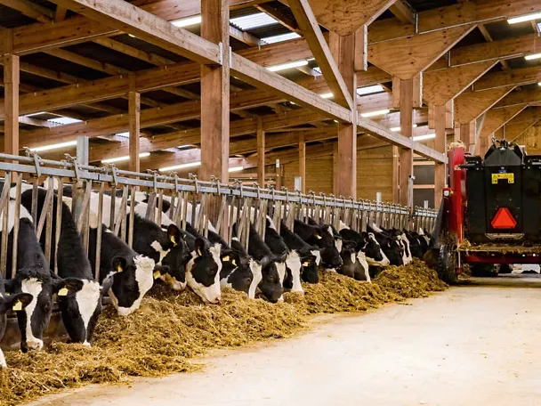 štala mliječnih krava štala mliječnih krava