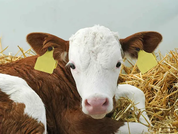 tele na slami tele na slami