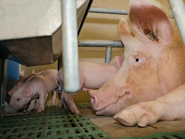 sisajuća prasad sisajuća prasad