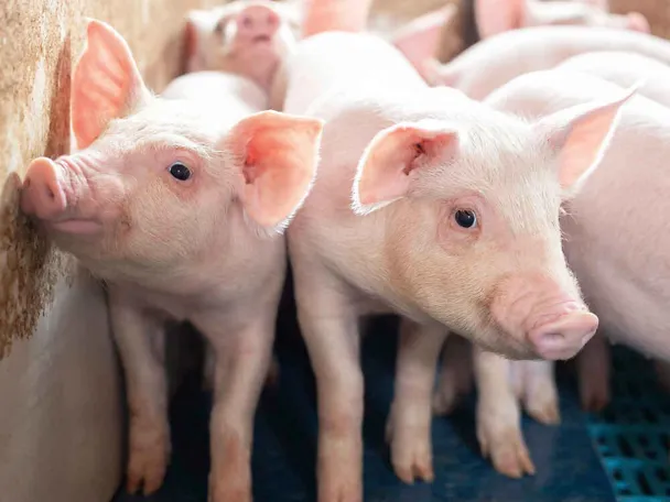 Odbita prasad Odbita prasad