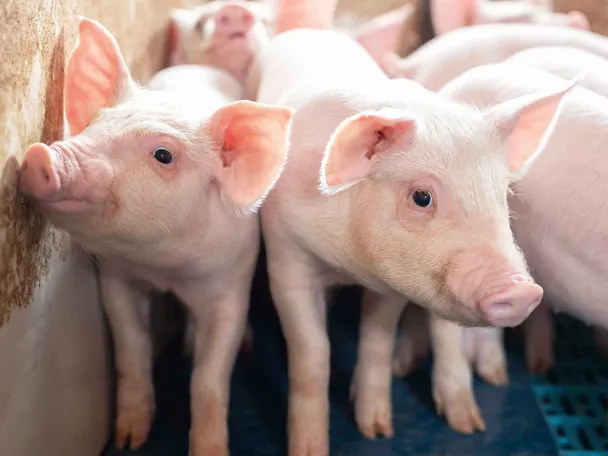 Absetzferkel Absetzferkel