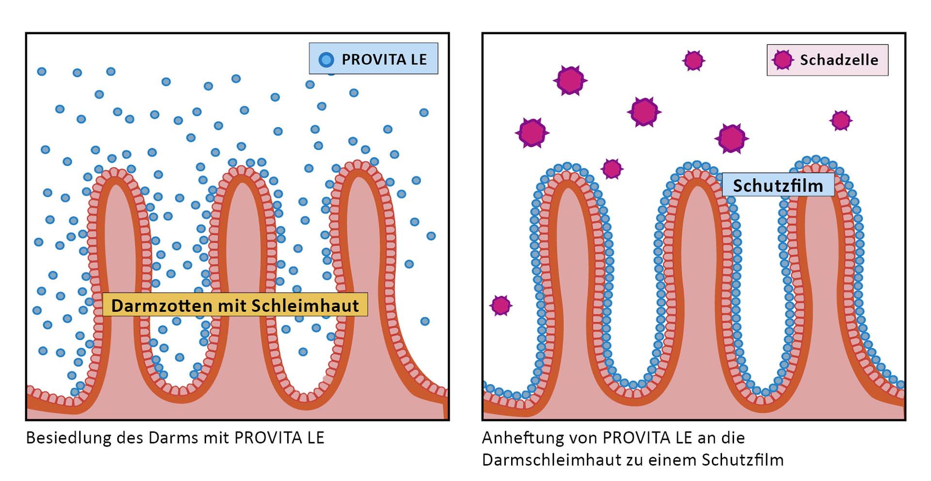 Stvaranje zaštitnog filma na crijevnoj sluznici s PROVITA LE Stvaranje zaštitnog filma na crijevnoj sluznici s PROVITA LE