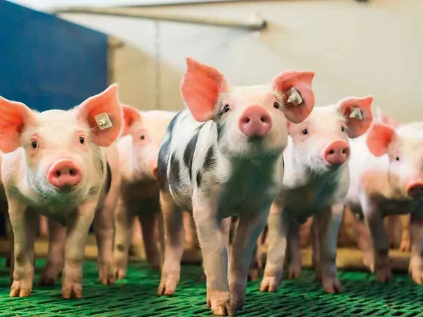 SCHAUMA PRO TAB brine za fitnes odbite prasadi SCHAUMA PRO TAB brine za fitnes odbite prasadi