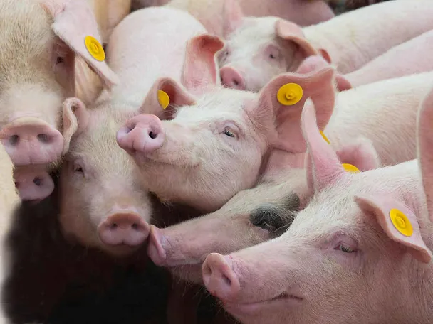 SCHAUMA STABIL 2.0 SCHAUMA STABIL 2.0