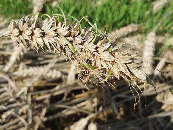 proklijale žitarice proklijale žitarice
