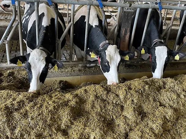 Krave na Dobru Gut Hülsenberg Krave na Dobru Gut Hülsenberg