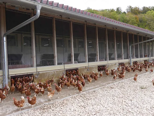 Nesilice iz Samostanskog Dobra Neresheims Nesilice iz Samostanskog Dobra Neresheims