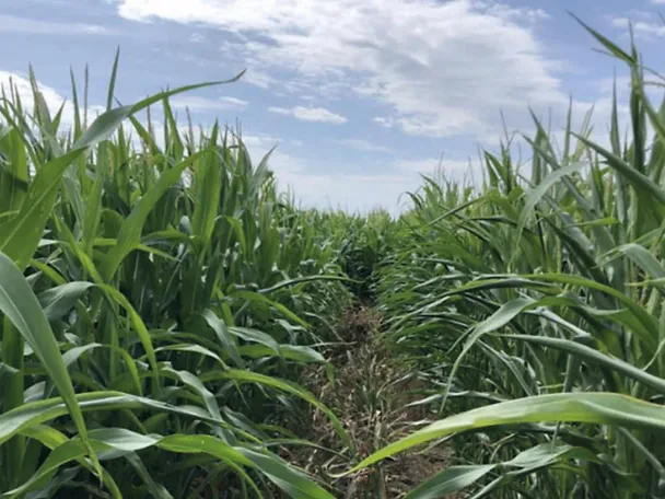 kukuruzno polje sa i bez boncrop-a kukuruzno polje sa i bez boncrop-a