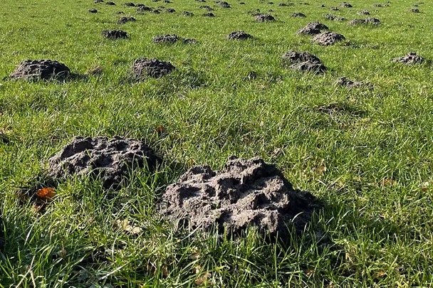 Maulwurfshaufen auf einer Wiese Maulwurfshaufen auf einer Wiese