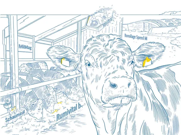 Hranidba junadi uz SCHAUMANN Hranidba junadi uz SCHAUMANN