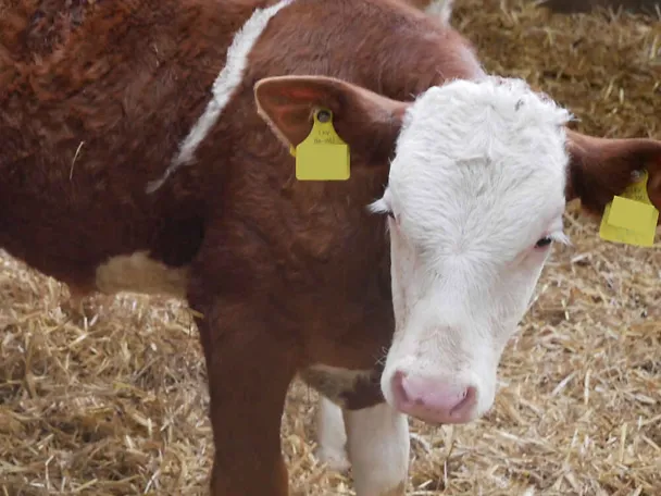 tele za tov tele za tov